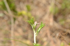 Wahlenbergia calcarea