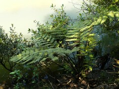 Cyathea medullaris