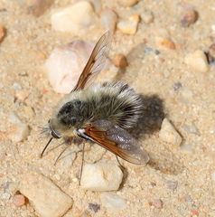 Bombyliini