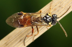 Aglaostigma aucupariae