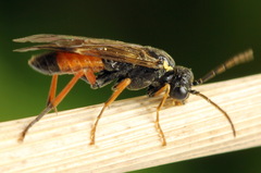 Aglaostigma aucupariae