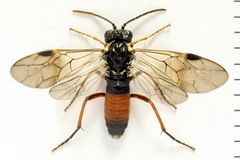 Aglaostigma aucupariae