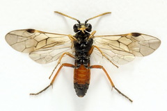 Aglaostigma aucupariae