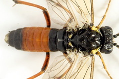 Aglaostigma aucupariae