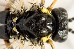 Aglaostigma aucupariae