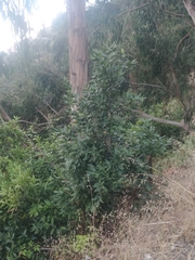 Laurus novocanariensis