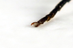 Aglaostigma aucupariae