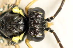 Aglaostigma aucupariae