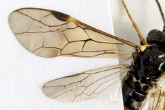 Aglaostigma aucupariae