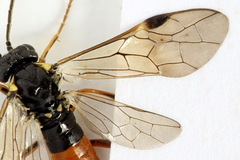 Aglaostigma aucupariae