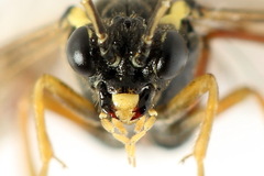 Aglaostigma aucupariae