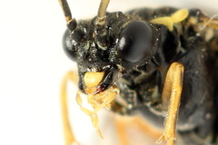 Aglaostigma aucupariae