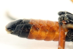 Aglaostigma aucupariae