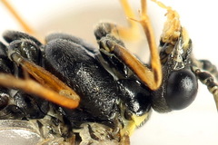 Aglaostigma aucupariae