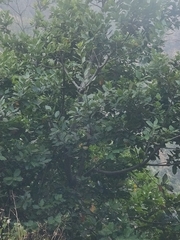 Laurus novocanariensis