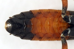 Aglaostigma aucupariae