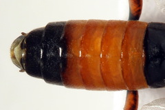 Aglaostigma aucupariae