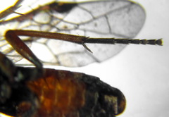 Aglaostigma aucupariae