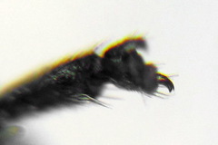 Aglaostigma aucupariae