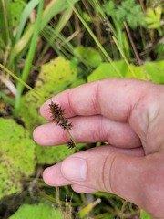 Carex muricata