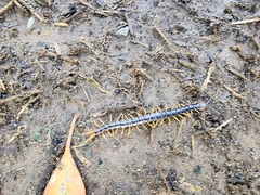 Cormocephalus westwoodi