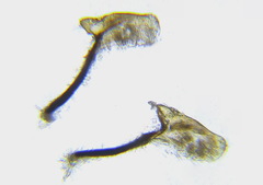 Aglaostigma aucupariae