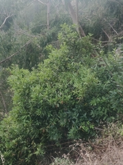 Laurus novocanariensis