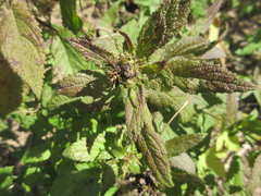 Teucrium japonicum