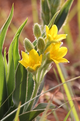 Hypoxis obtusa