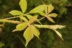 Rubus tuberculatus