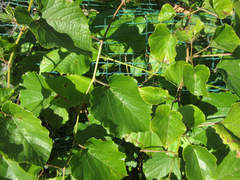 Vitis flexuosa