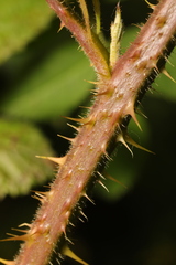 Rubus tuberculatus