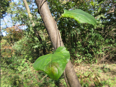 Cocculus orbiculatus