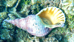 Charonia tritonis