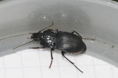 Abax ovalis