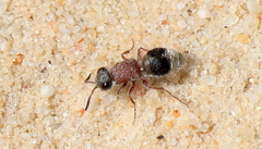 Smicromyrmilla