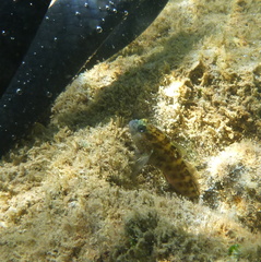 Asterropteryx semipunctata