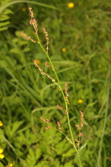 Rumex acetosa