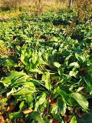 Cynoglossum officinale