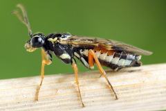 Aglaostigma fulvipes