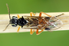 Aglaostigma fulvipes