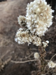 Pseudognaphalium californicum