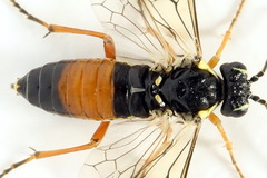 Aglaostigma fulvipes