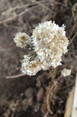 Pseudognaphalium californicum