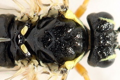 Aglaostigma fulvipes