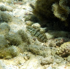 Amblygobius phalaena