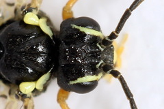 Aglaostigma fulvipes