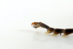 Aglaostigma fulvipes