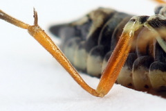 Aglaostigma fulvipes