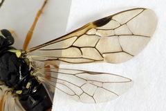 Aglaostigma fulvipes